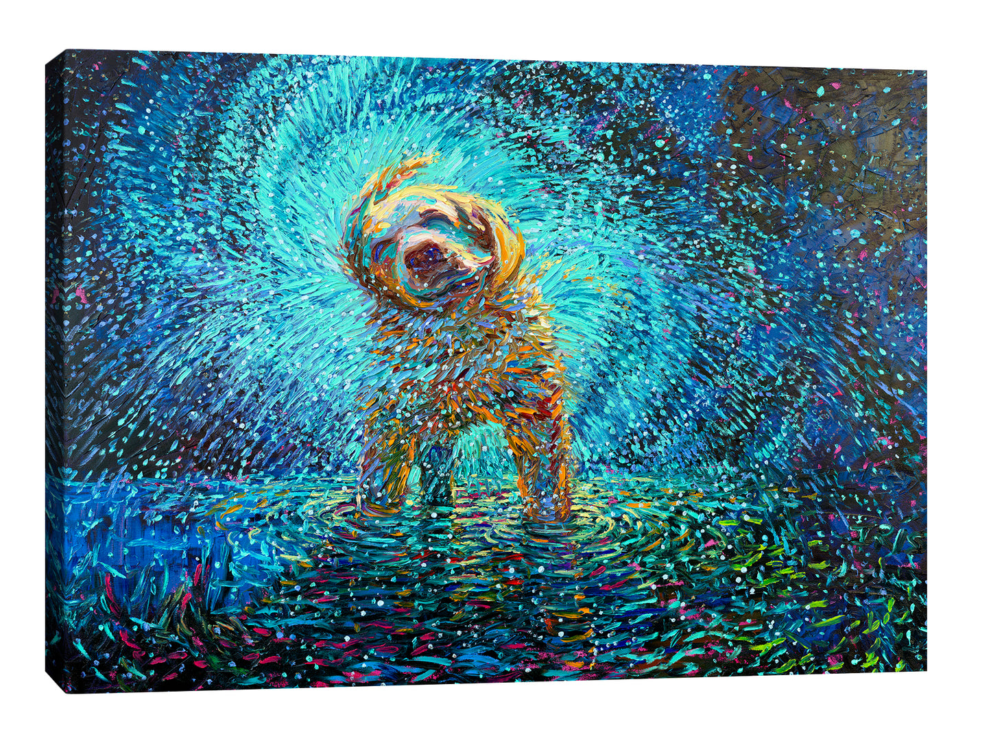Labrador Jazz