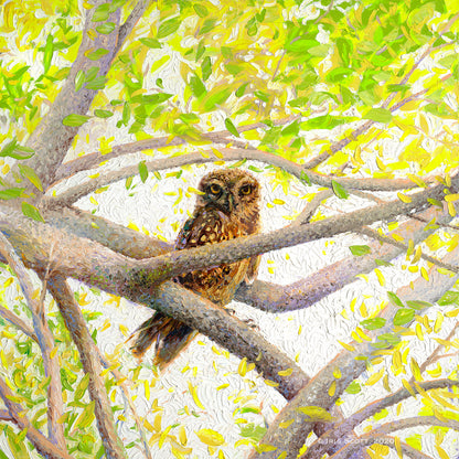 Indian Owl Spotted , 40x40 in, Limited Edition Giclée #1, Gallery Wrapped