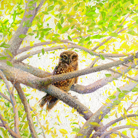 Indian Owl Spotted