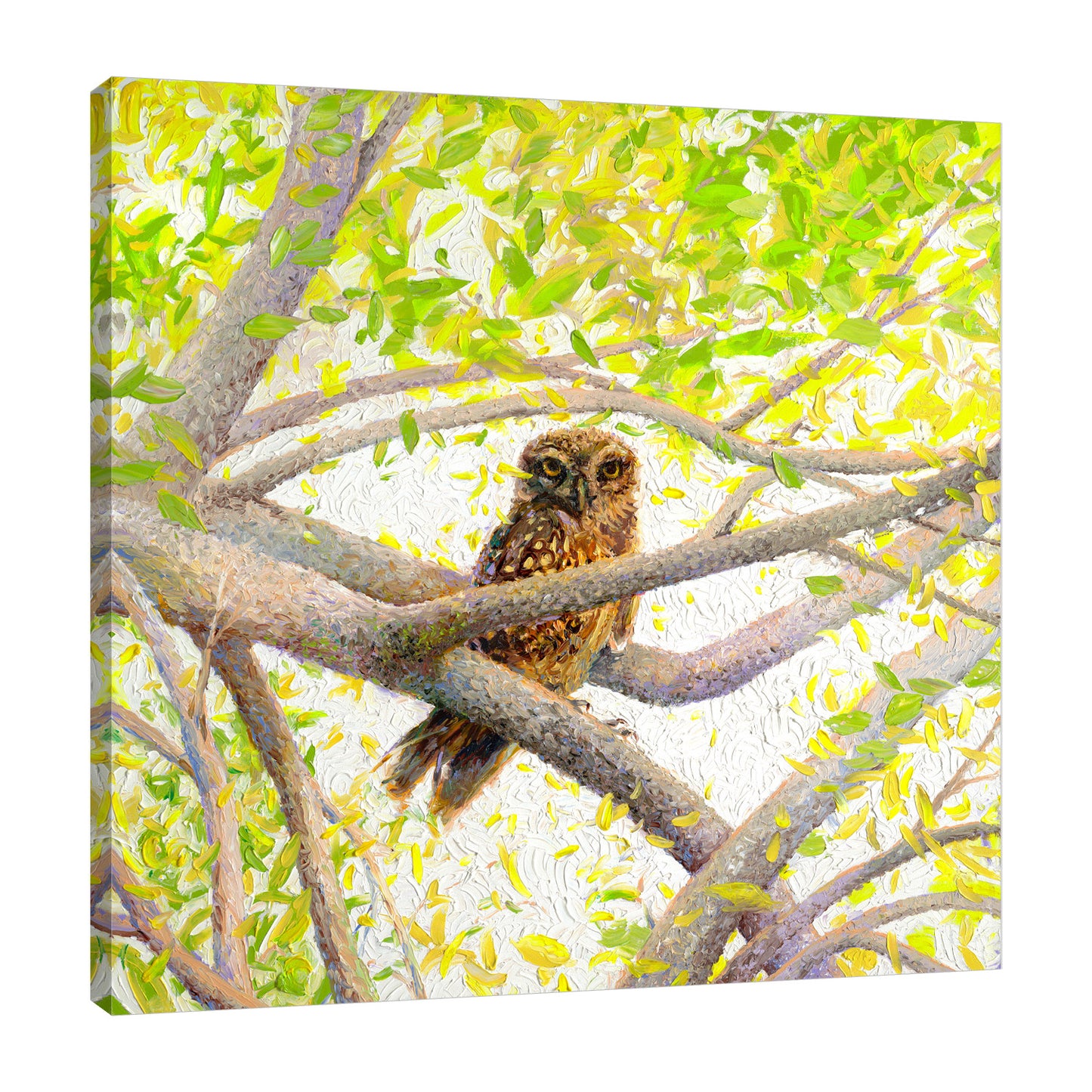 Indian Owl Spotted , 40x40 in, Limited Edition Giclée #1, Gallery Wrapped